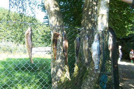 die Fische trocknen kurz vor dem r�uchern